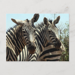 zebras look postcard