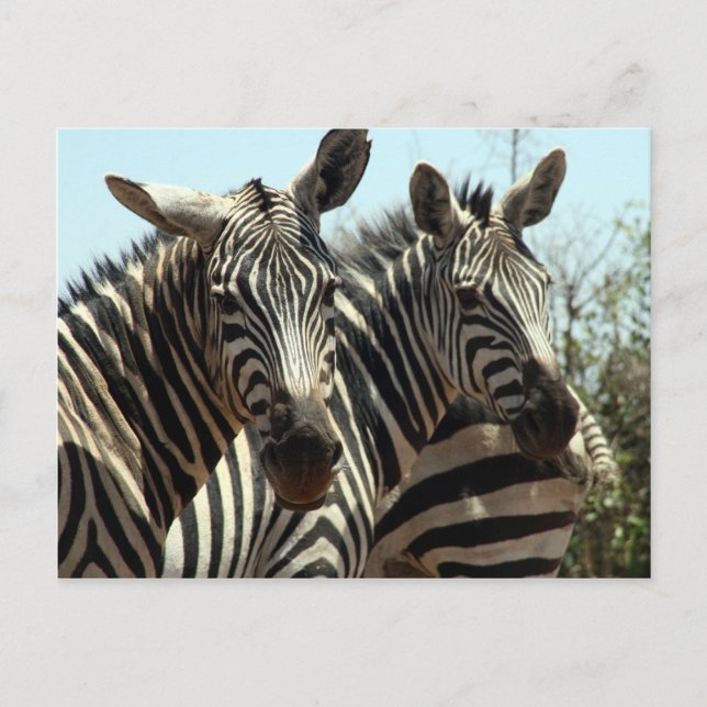 zebras look postcard (Front)