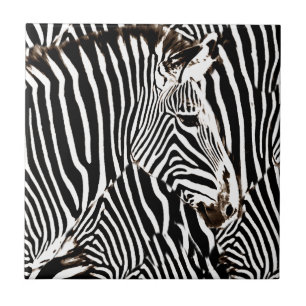 Zebras love_ tile