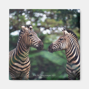 zebras magnet