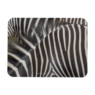 Zebras Magnet