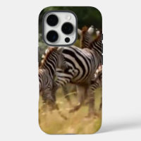 Zebras on the Move: A Journey of a Thousand Miles