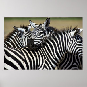 Zebras pack together in a field poster