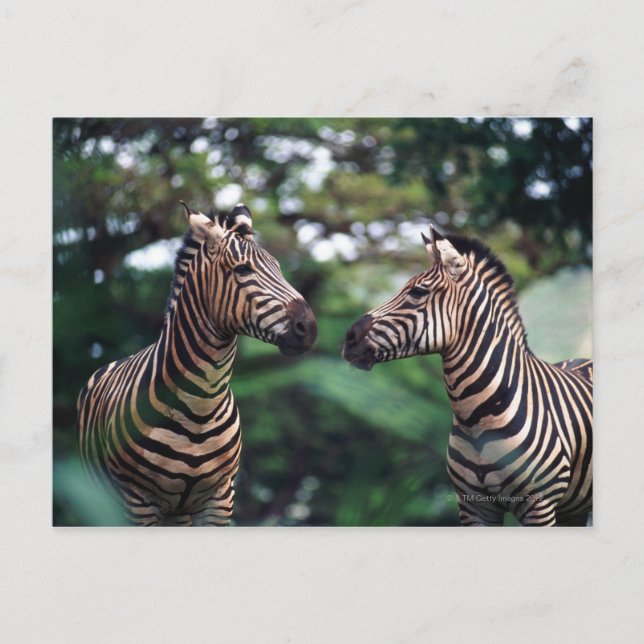 zebras postcard (Front)