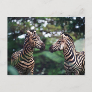 zebras postcard