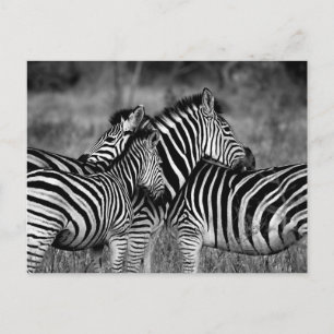 Zebra's Postcard