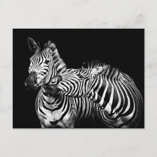 Zebra's Postcard