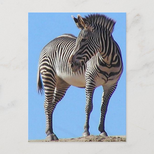 Zebras Postcard (Front)