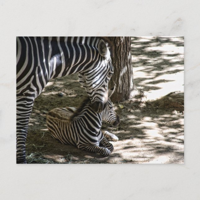 zebras postcard (Front)