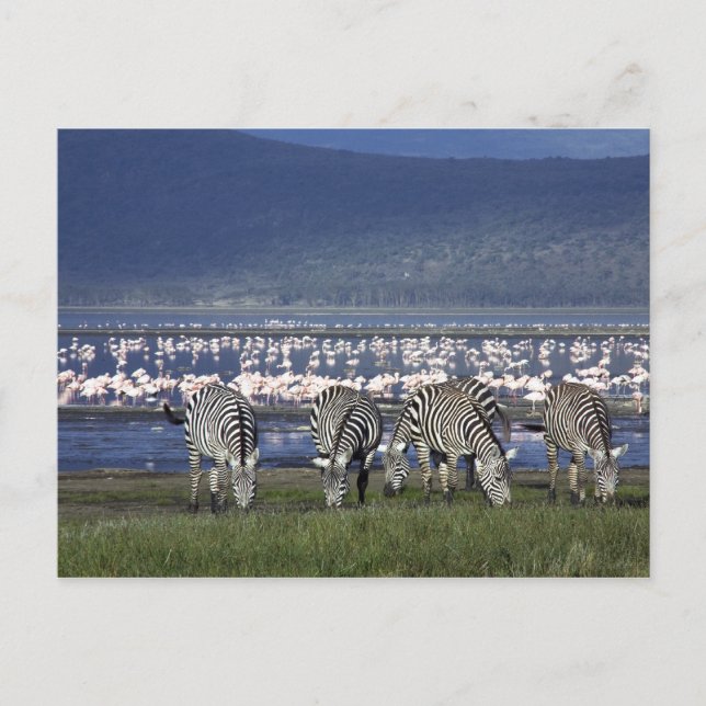 Zebras Postcard (Front)