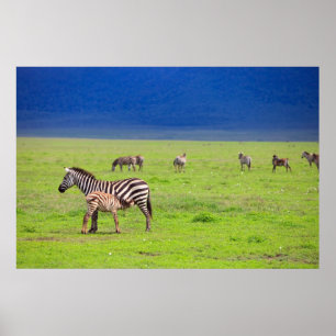 Zebras Poster