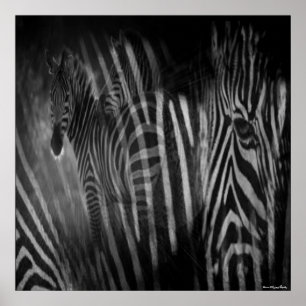 Zebras Print