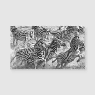 Zebras running