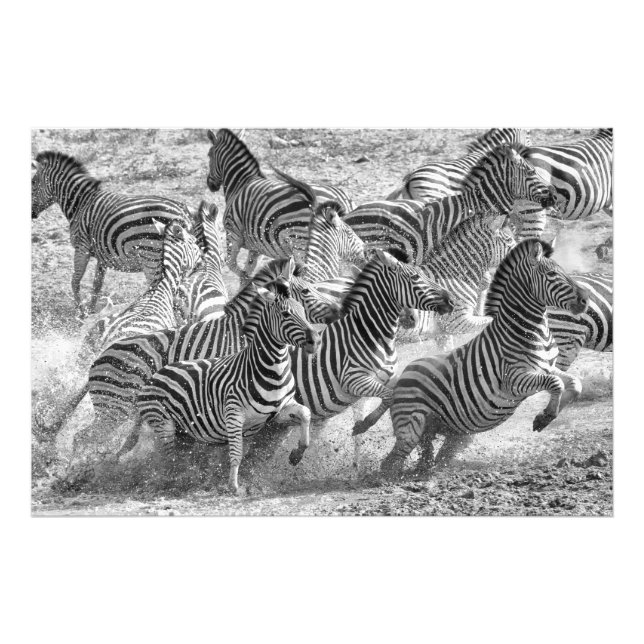 Zebras running photo print (Front)