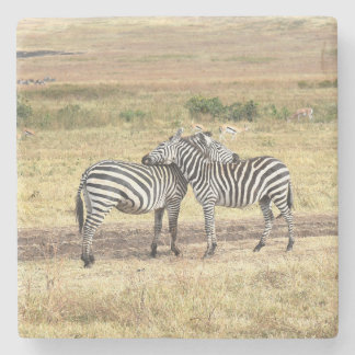 Zebras Showing Affection, The Serengeti. Stone Coaster