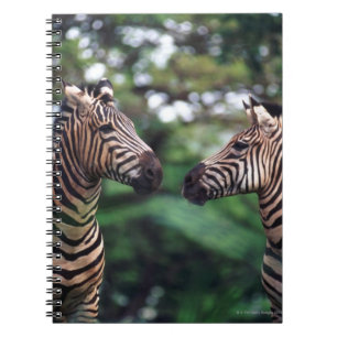 zebras spiral notebook