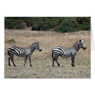 zebras stand