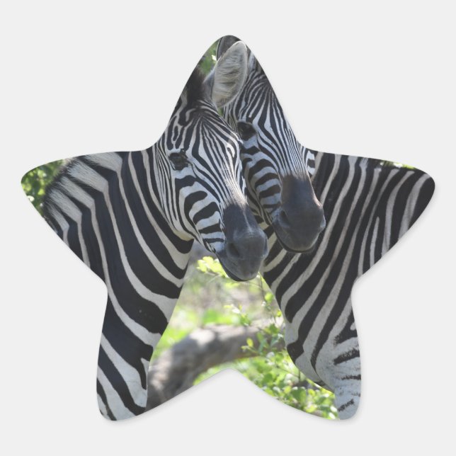 zebras  star sticker (Front)