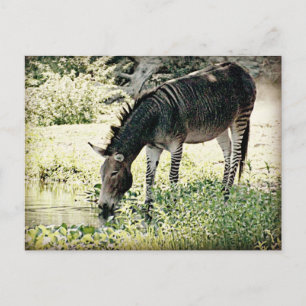 "Zedonk" Postcard