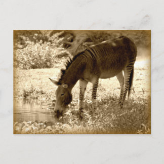 "Zedonk" Postcard