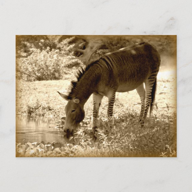 "Zedonk" Postcard (Front)