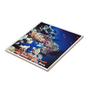 zEG033 EGYPT, Red Sea, Coral Reef, Fridge Tile