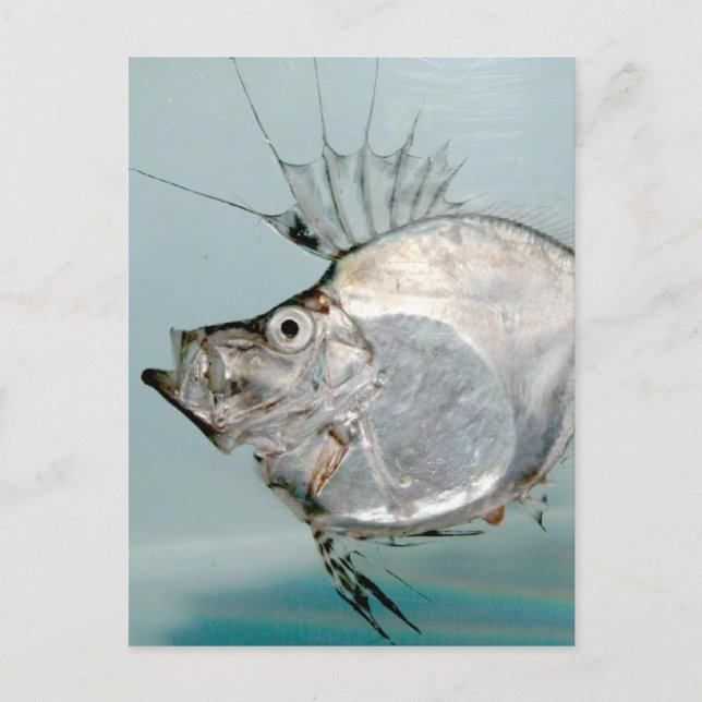 Zeidae Fish Postcard (Front)