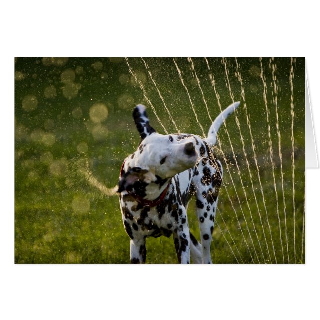Zeke in Sprinkler (Front Horizontal)