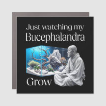 Zen and Bucephalandra – The Art of Aquascaping