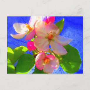 Zen Blossoms Postcard