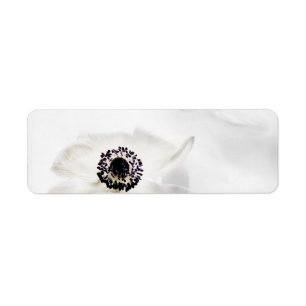 Zen High Key White Anemone on Water Background