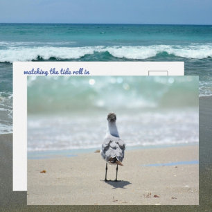 Zen Seagull at Beach Photographic  Postcard