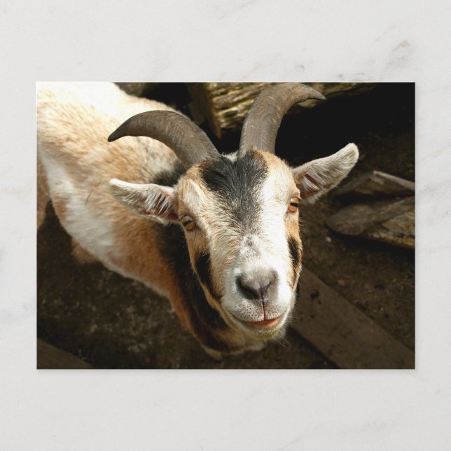 Ziege Postcard (Front)