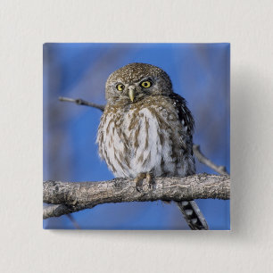 Zimbabwe. Close-up of pearl spotted owl 15 Cm Square Badge
