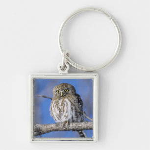 Zimbabwe. Close-up of pearl spotted owl Key Ring