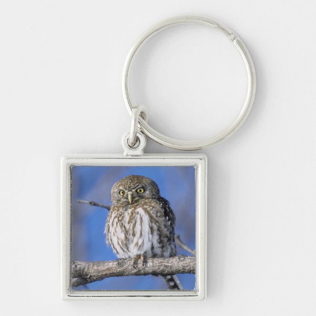 Zimbabwe. Close-up of pearl spotted owl Key Ring (Front)