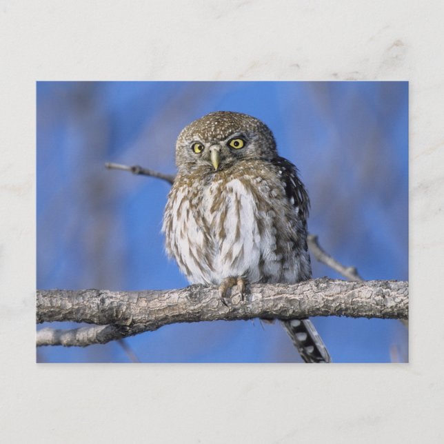 Zimbabwe. Close-up of pearl spotted owl Postcard (Front)