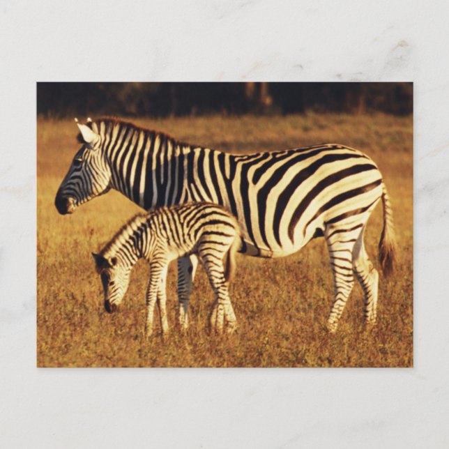 Zimbabwe, Hwange National Park, Linkwasha Postcard (Front)