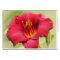 Zinger - Daylily