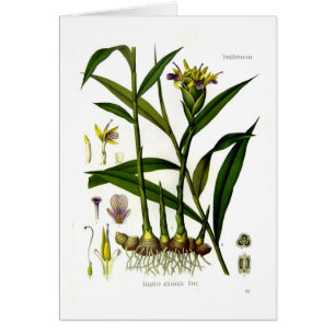 Zingiber officinalis (ginger)