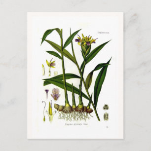 Zingiber officinalis (ginger) postcard