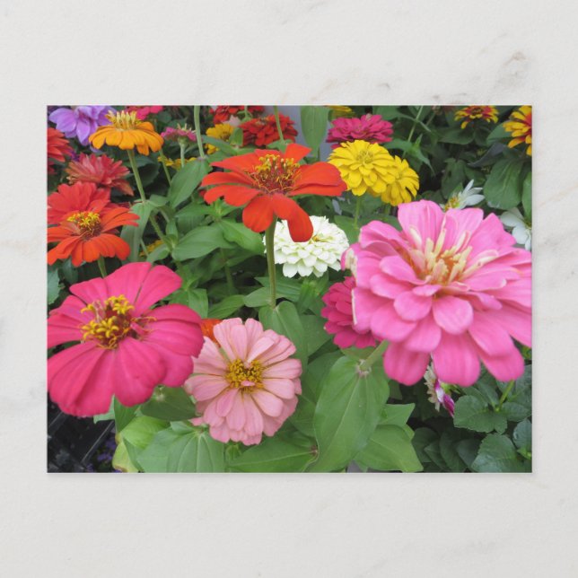 Zinnia  Bundle Postcard (Front)