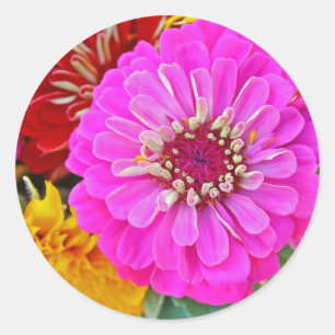Zinnia flower classic round sticker
