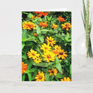 Zinnia flower note card. Yellow, orange and green. Card