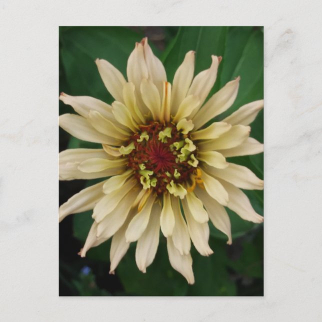 Zinnia Flower Postcard (Front)