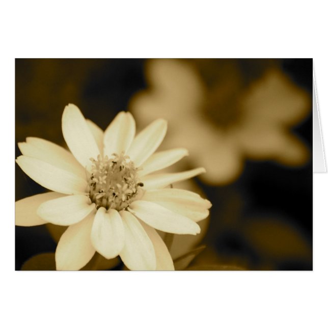 Zinnia in Sepia Card (Front Horizontal)