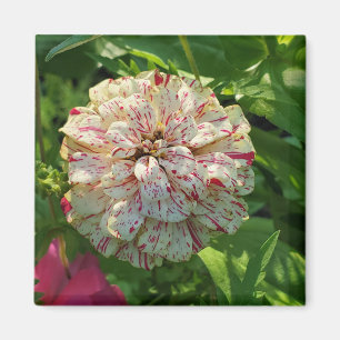 Zinnia magnet
