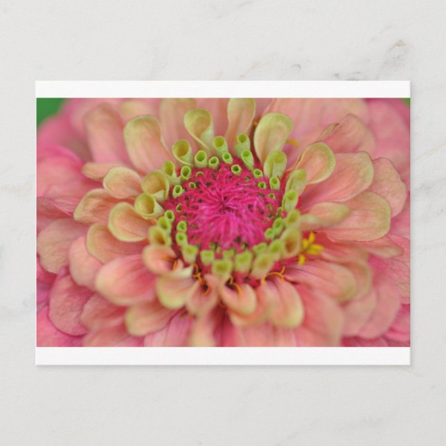zinnia postcard (Front)