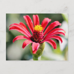 Zinnia Postcard