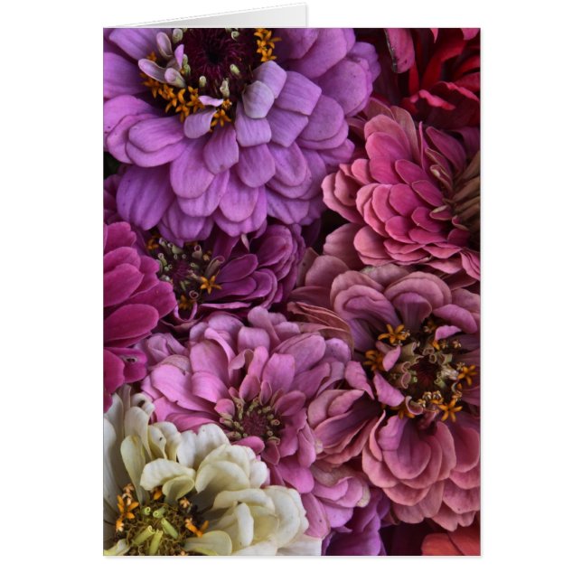 Zinnia Slice (Front)